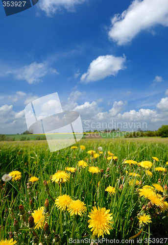 Image of Yellow flowers and blue cloudy sky