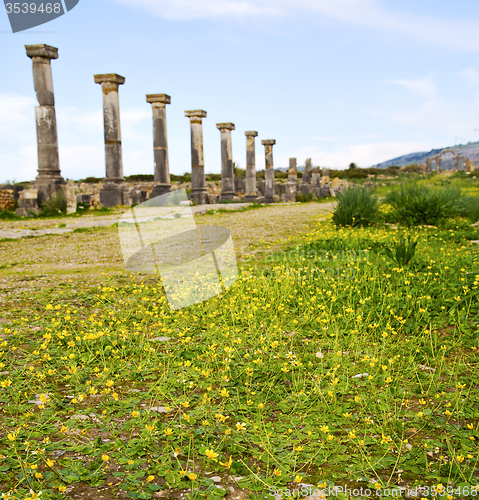 Image of volubilis in morocco africa the old  yellow flower 