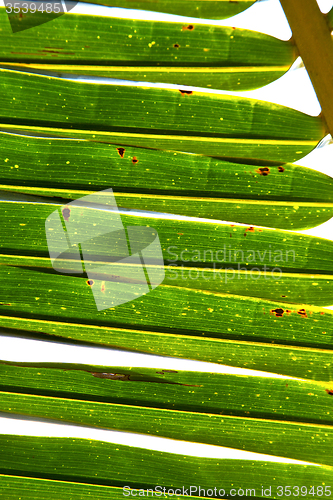 Image of  thailand   abstract  in the light  of a  green  white 