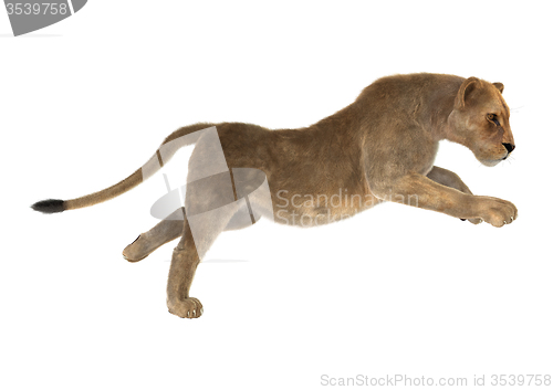 Image of Female Lion