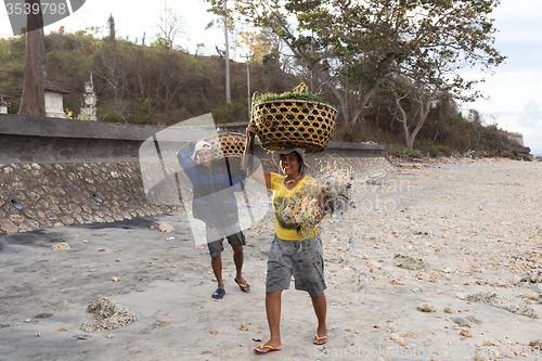 Image of Indonesian woman carries on head basket with seaweed