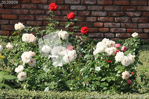 Image of white and red roses in the garden