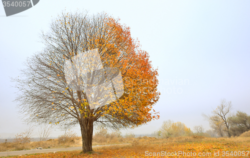 Image of Solitary Single Tree