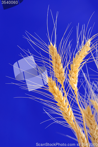 Image of ears of wheat isolated