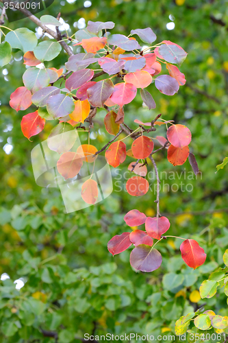 Image of Autumn leaves