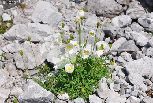 Image of Alpine poppy (Papaver alpinum)