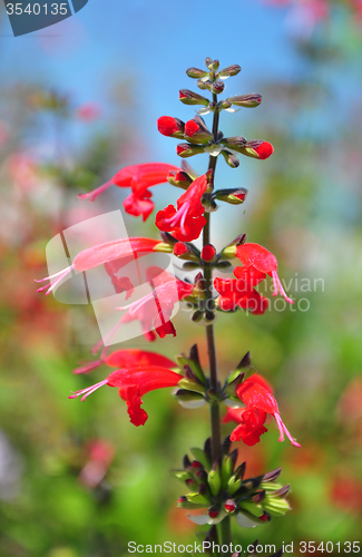 Image of Scarlet sage (Salvia coccinea)