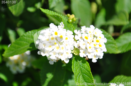 Image of White sage (Lantana camara)