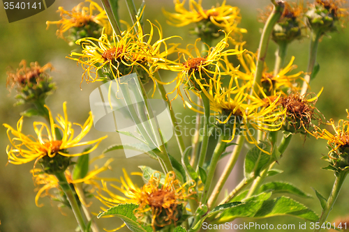 Image of Elecampane (Inula helenium)