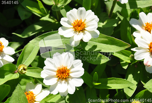 Image of Narrowleaf zinnia (Zinnia angustifolia)