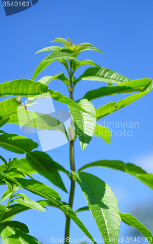 Image of Sweetleaf (Stevia rebaudiana)