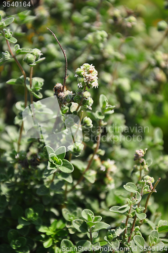 Image of Lemon thyme (Thymus citriodorus)