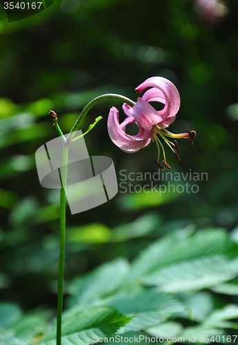 Image of Martagon lily (Lilium martagon)