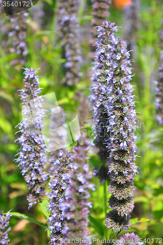 Image of Korean mint (Agastache rugosa)
