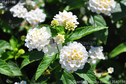 Image of White sage (Lantana camara)