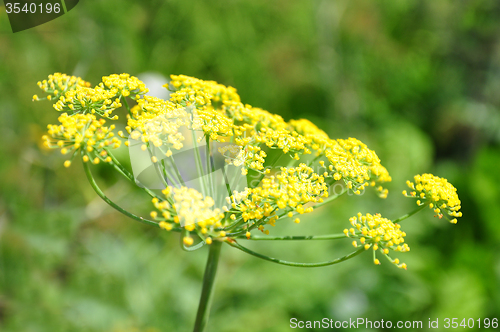 Image of Fennel (Foeniculum vulgare)