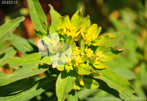 Image of Cushion spurge (Euphorbia epithymoides)