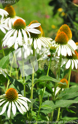 Image of White coneflower (Echinacea purpurea)