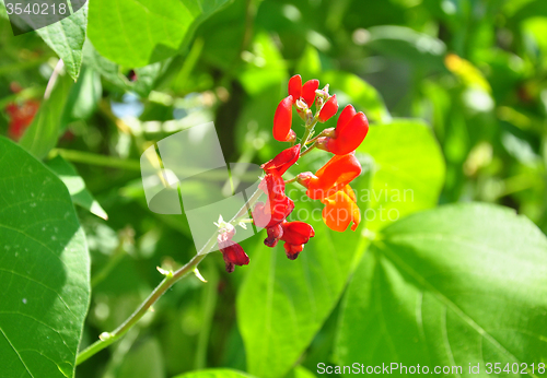 Image of Runner bean (Phaseolus coccineus)