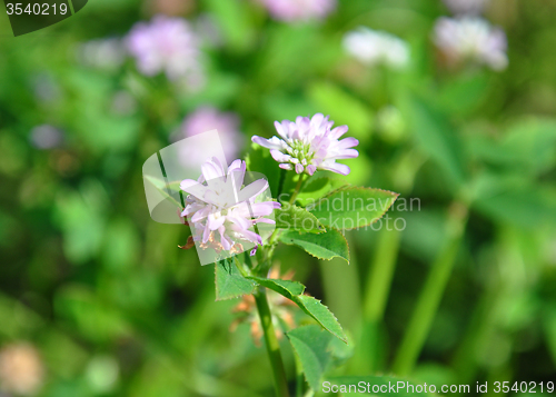 Image of Persian clover (Trifolium resupinatum)