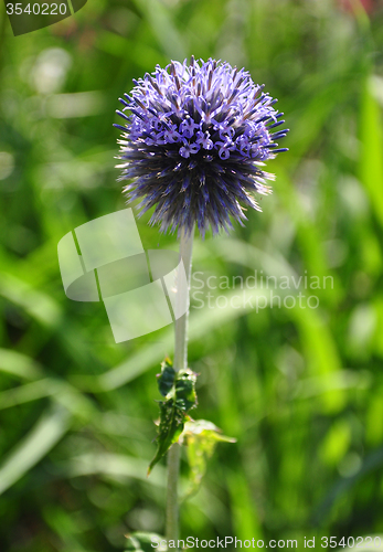 Image of Blue globe thistle (Echinops bannaticus)