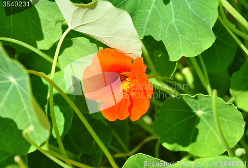 Image of Garden nasturtium (Tropaeolum majus)