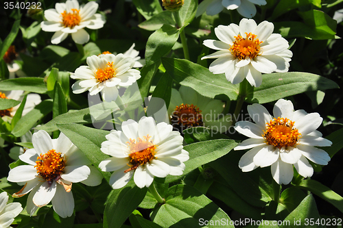 Image of Narrowleaf zinnia (Zinnia angustifolia)