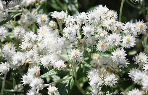 Image of Pearly everlasting  (Anaphalis triplinervis)