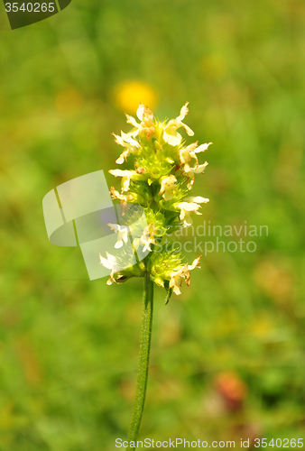 Image of Yellow betony (Betonica alopecuros)