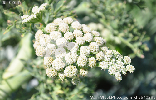 Image of Moon carrot (Seseli gummiferum)