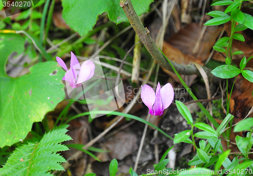 Image of Alpine cyclamen (Cyclamen purpurascens)