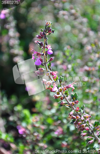 Image of Wall germander (Teucrium chamaedrys)