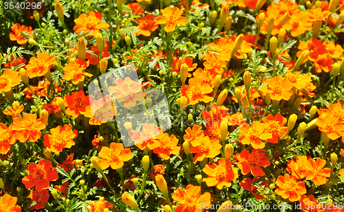 Image of Marigold (Tagetes tenuifolia)