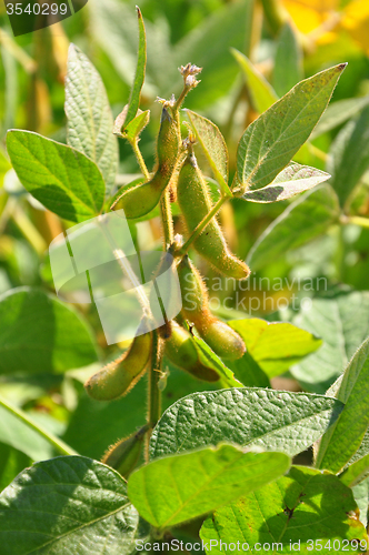 Image of Soybean (Glycine max)