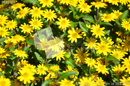 Image of Creeping zinnia (Sanvitalia procumbens)