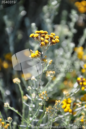 Image of Strawflower (Helichrysum thianschanicum)
