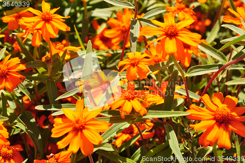 Image of Narrowleaf zinnia (Zinnia angustifolia)