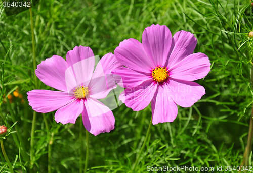 Image of Garden cosmos (Cosmos bipinnatus)