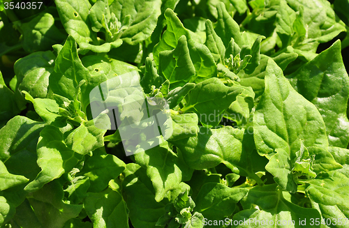 Image of New Zealand spinach (Tetragonia tetragonioides)
