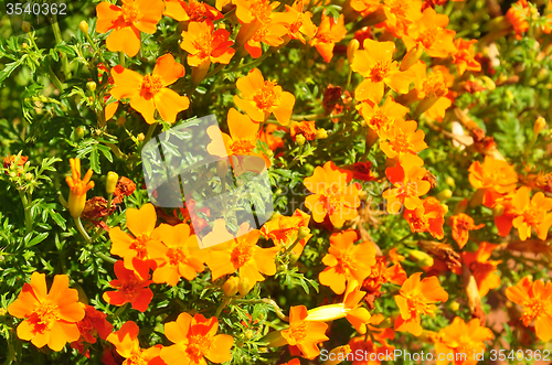 Image of Marigold (Tagetes tenuifolia)