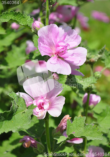 Image of Hollyhock (Alcea hybrida)