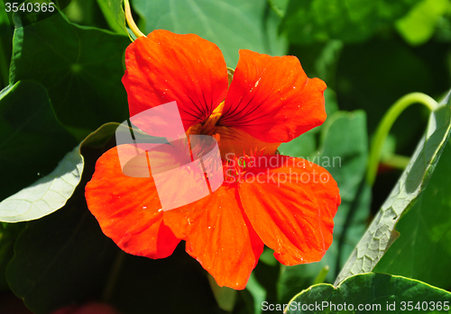 Image of Garden nasturtium (Tropaeolum majus)