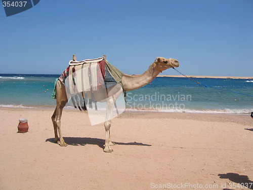 Image of Camel