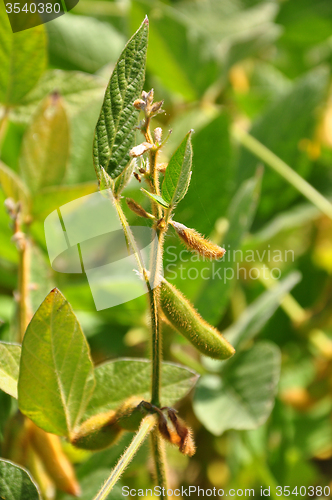 Image of Soybean (Glycine max)