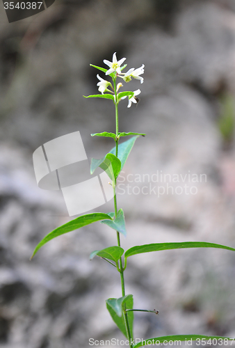 Image of White swallow-wort (Vincetoxicum hirundinaria)