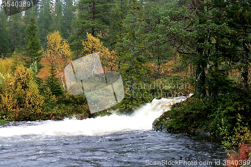 Image of Forest in autumn