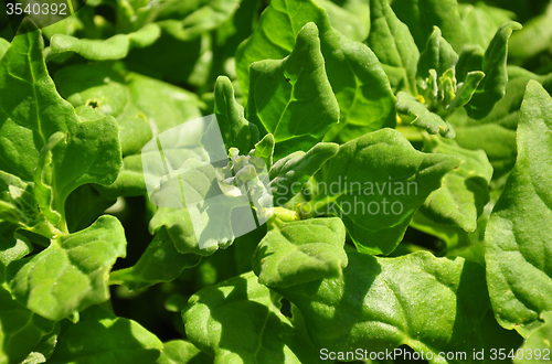 Image of New Zealand spinach (Tetragonia tetragonioides)