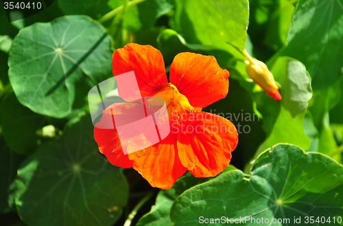 Image of Garden nasturtium (Tropaeolum majus)