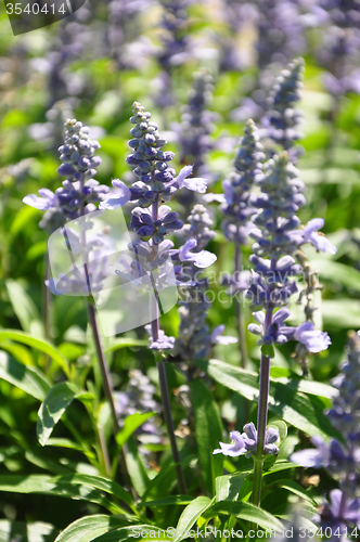 Image of Mealy sage (Salvia farinacea)