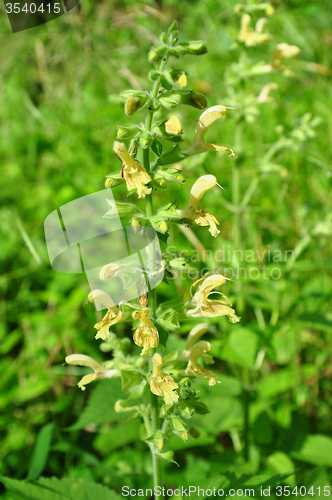 Image of Sticky sage (Salvia glutinosa)